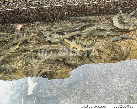 Ayu fishing pond. Several ayu fish in the water. Beautiful, highly transparent river water. Ayu fishing pond. Several ayu fish in the water. Beautiful, highly transparent river water. 133296853