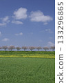 Spring bank, cherry blossom trees and blue sky landscape (background, vertical) 133296865