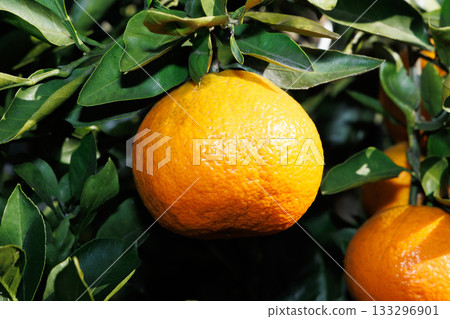 Mandarin orange in the blue sky Mandarin orange in the blue sky 133296901