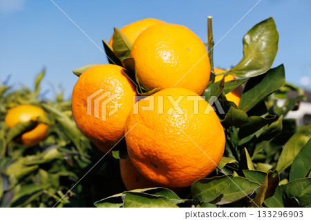 在藍天的橘子 133296903
