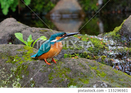 琉璃色的流行翠鳥 琉璃色的流行翠鳥 133296981