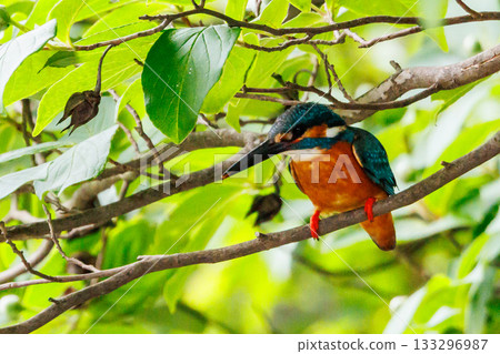 Ruri-colored popular kingfisher Ruri-colored popular kingfisher 133296987