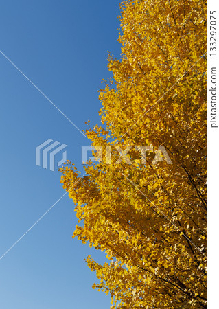 Blue sky and ginkgo 133297075