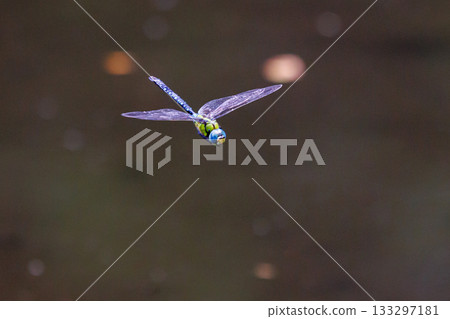 The black-striped blue-tail ... 133297181