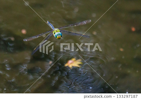 The black-striped blue-tail ... The black-striped blue-tail ... 133297187