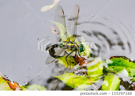 The black-striped blue-tail ... The black-striped blue-tail ... 133297188