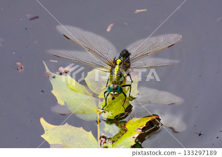 The black-striped blue-tail ... The black-striped blue-tail ... 133297189