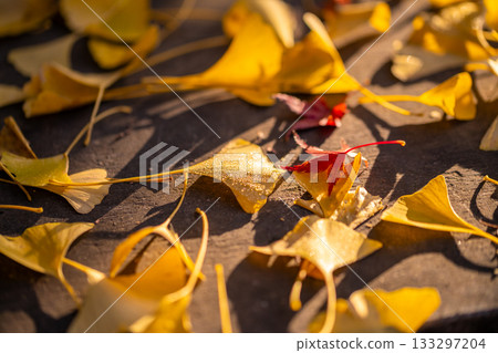 三重縣名張市津田神社的紅葉 133297204