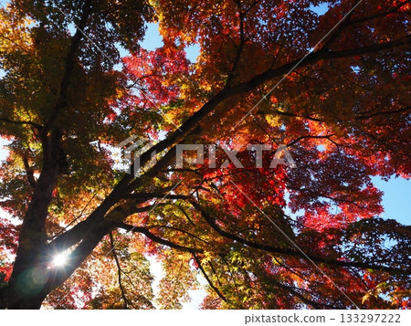 Autumn leaves of Zen-zenji 133297222