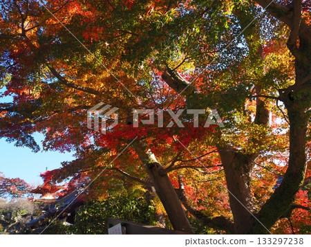 Autumn leaves of Zen-zenji Autumn leaves of Zen-zenji 133297238