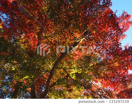 Autumn leaves of Zen-zenji Autumn leaves of Zen-zenji 133297239