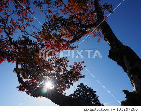 Autumn leaves of Zen-zenji 133297260