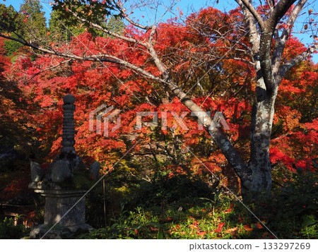 Autumn leaves of Zen-zenji Autumn leaves of Zen-zenji 133297269