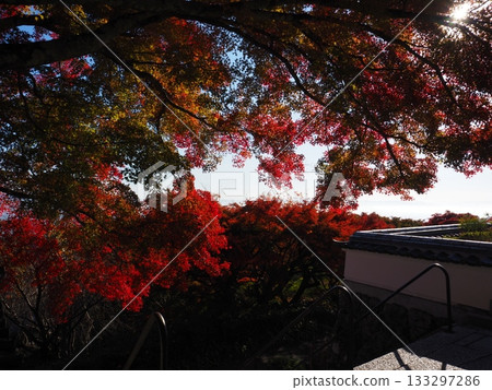 Autumn leaves of Zen-zenji Autumn leaves of Zen-zenji 133297286
