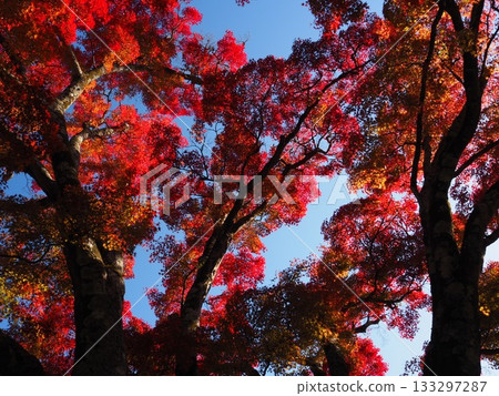 Autumn leaves of Zen-zenji Autumn leaves of Zen-zenji 133297287