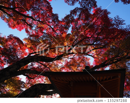 Autumn leaves of Zen-zenji Autumn leaves of Zen-zenji 133297288