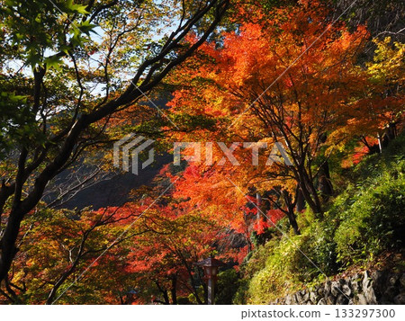 禪宗zenji秋葉 133297300