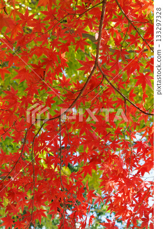 Autumn leaves dyed in autumn colors Autumn leaves dyed in autumn colors 133297328