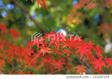 染上秋色的秋葉 染上秋色的秋葉 133297339