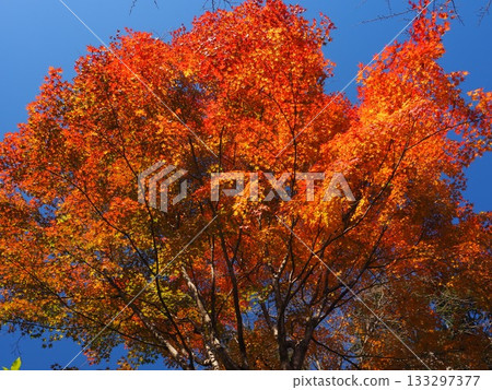 禪宗zenji秋葉 133297377