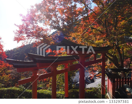Autumn leaves of Zen-zenji Autumn leaves of Zen-zenji 133297381