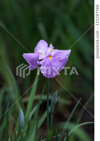 A perennial iris that grows in ponds and shallow waters A perennial iris that grows in ponds and shallow waters 133297566