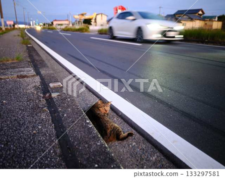 Dangerous cat sleeping on the road - traffic accident 133297581