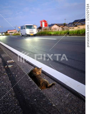 Dangerous cat sleeping on the road - traffic accident 133297584