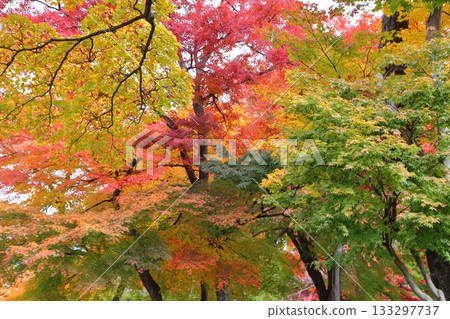 秋葉色彩斑斕。 秋葉色彩斑斕。 133297737