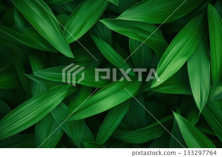 A close up of green leaves with a lush green background A close up of green leaves with a lush green background 133297764