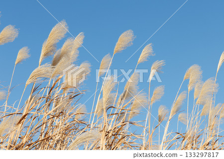 Susuki在風中搖曳 133297817