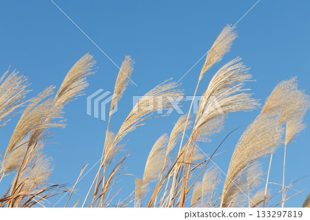 Susuki在風中搖曳 133297819