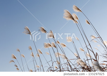 Susuki在風中搖曳 133297825