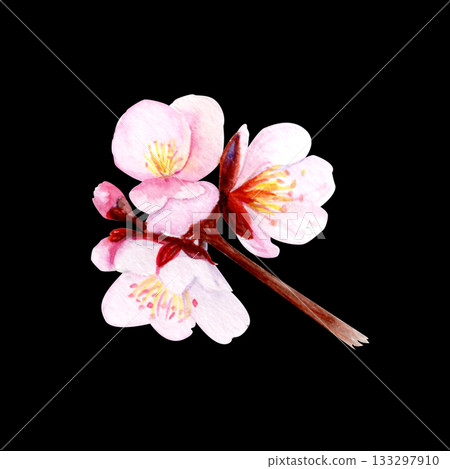 Cherry blossom branch with delicate pink petals and soft gradients. Hand-painted watercolor clip art isolated on black, perfect for spring decor, wedding invitations, Asian design, or floral projects Cherry blossom branch with delicate pink petals and soft gradients. Hand-painted watercolor clip art isolated on black, perfect for spring decor, wedding invitations, Asian design, or floral projects 133297910