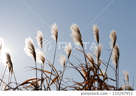 Susuki在風中搖曳 133297951