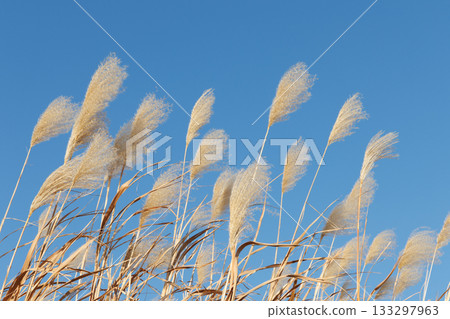 Susuki swaying in the wind 133297963