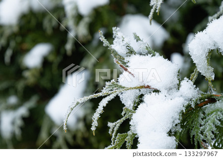 Snow-Covered Evergreen branches of thuja. Winter solstice. Close up. Cold weather. 133297967
