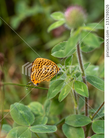 Ura Nami Akashijimi Ura Nami Akashijimi 133298026