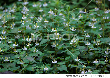 Houttuynia cordata named after it because it has a medicinal effect of poisoning as a folk medicine Houttuynia cordata named after it because it has a medicinal effect of poisoning as a folk medicine 133298039