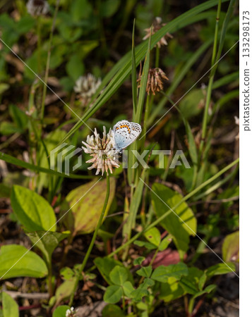 由翻譯提供支持 由翻譯提供支持 133298173
