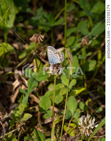 由翻譯提供支持 由翻譯提供支持 133298174