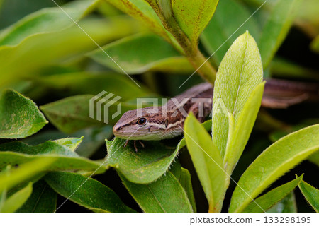 Lizard endemic to Japan Japanese kanaebi 133298195