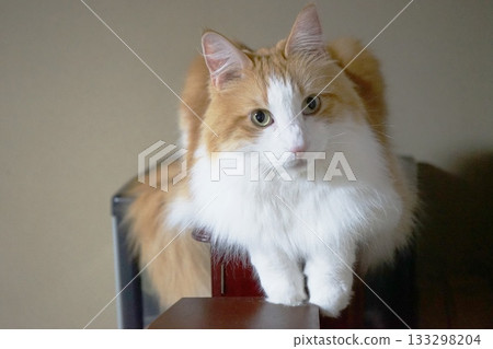 A cat staring at you 133298204