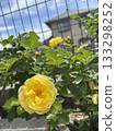 Yellow rose 133298252