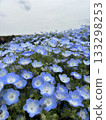 Nemophila blue flower 133298253