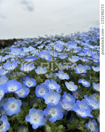 Nemophila藍色花 133298253