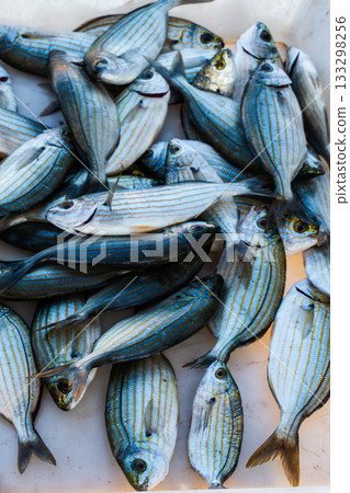 Large quantity of fresh fish for sale at the market - Sarpa salpa 133298256