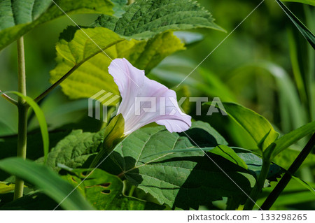自從萬葉時代以來就一直被人們喜愛的野生植物 自從萬葉時代以來就一直被人們喜愛的野生植物 133298265