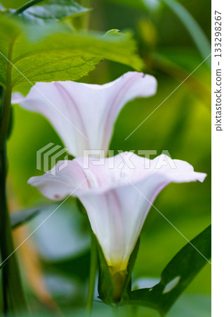 自從萬葉時代以來就一直被人們喜愛的野生植物 自從萬葉時代以來就一直被人們喜愛的野生植物 133298267