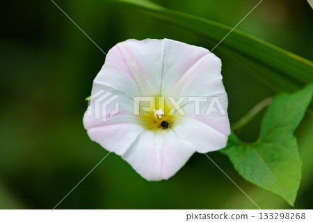 Bindweed, which has been loved since the days of Manyo Bindweed, which has been loved since the days of Manyo 133298268